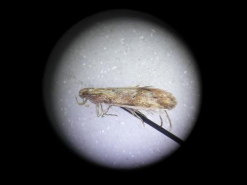 Brachmia blandella